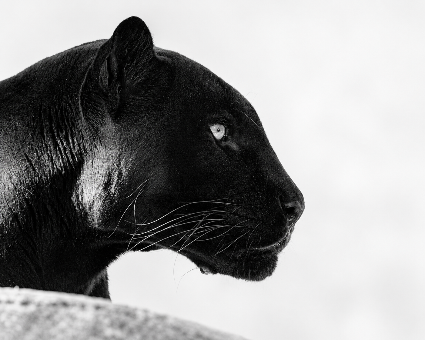 Black panther head in profile, looking right